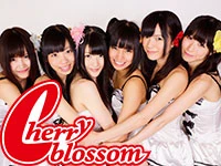 Cherry Blossom