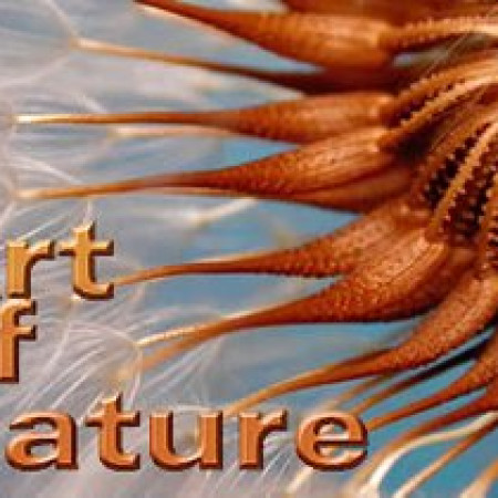Art Of Nature