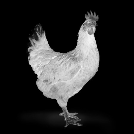 chicken