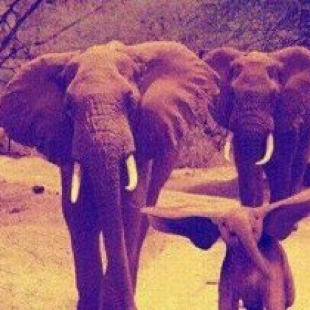 Christian Elefante