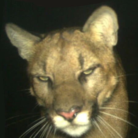 das jaguar