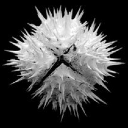 Datura Dilema