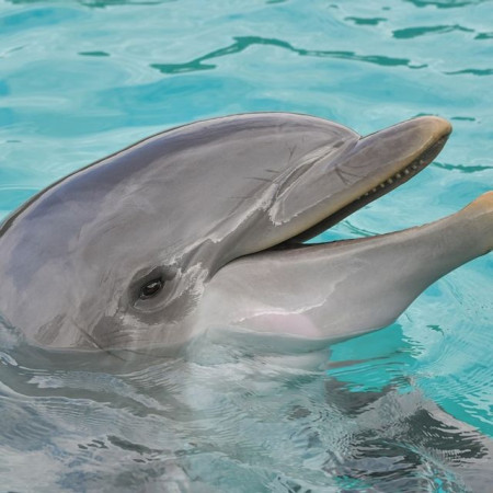 Delfin Północy