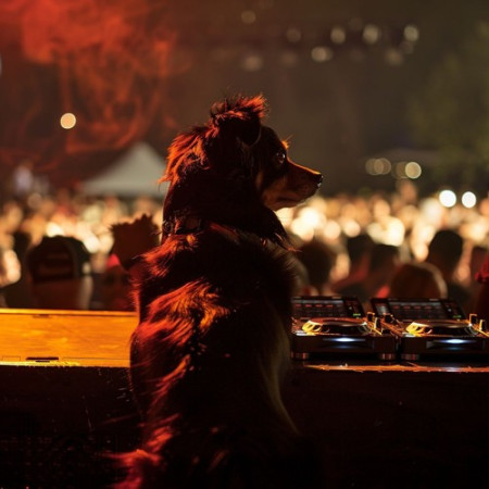 DJ Dogga