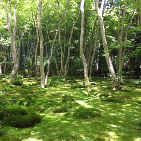 dj嵯峨野