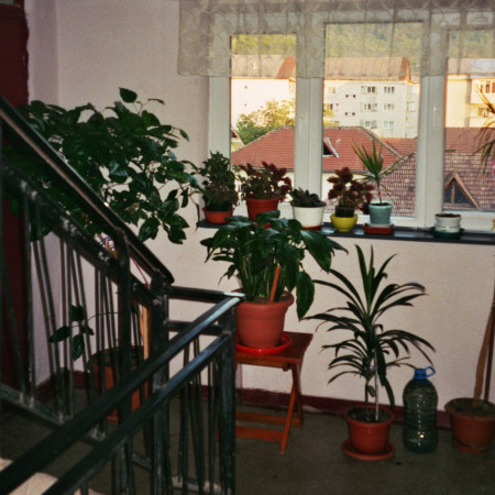 iarna