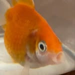 Profile of Joe Cupertino