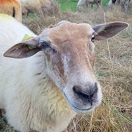 New Release Support
