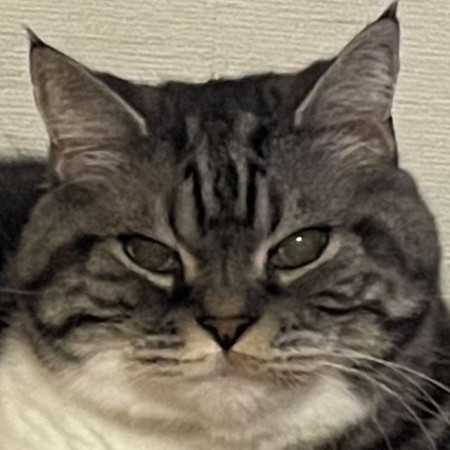 X Tokyo House Cat