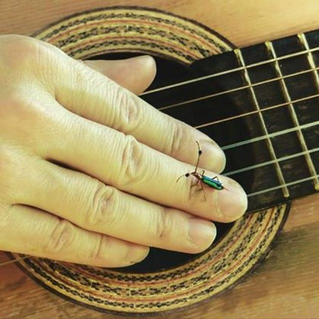 Música de los Capincho's