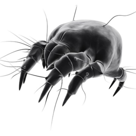 DJ Parasite
