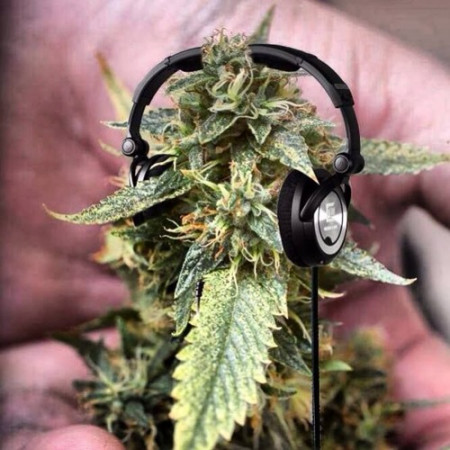 DJ Buddy