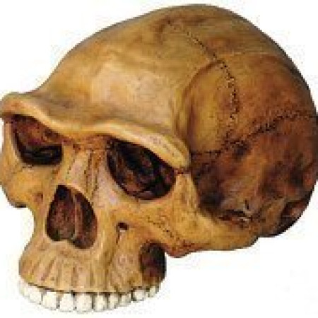 Skullfkr