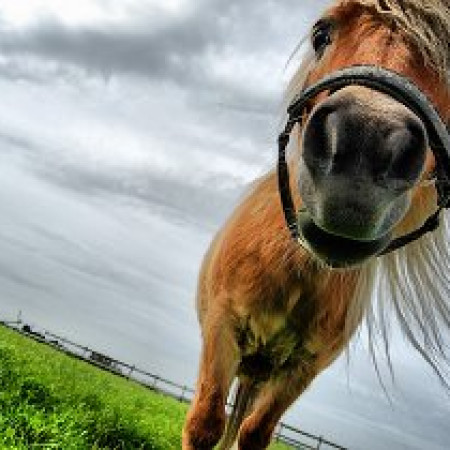 Smak Pony
