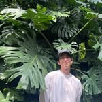 Profile of Stones Taro