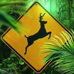 Profile of ¥ellow Bucks